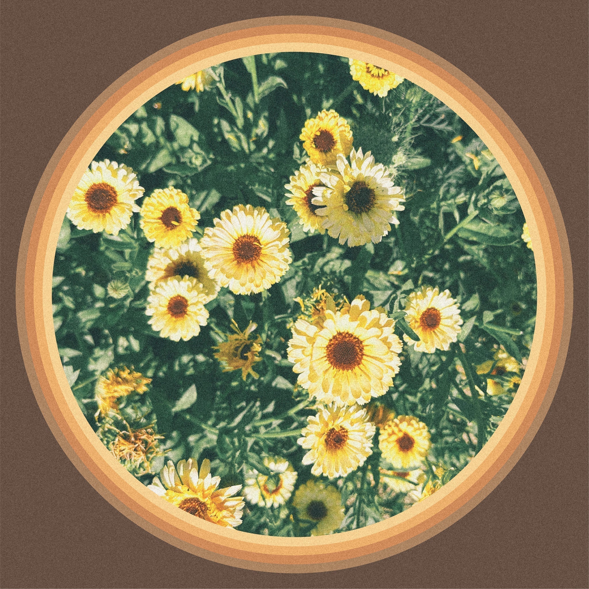 Calendula ~ Herb of the Sun