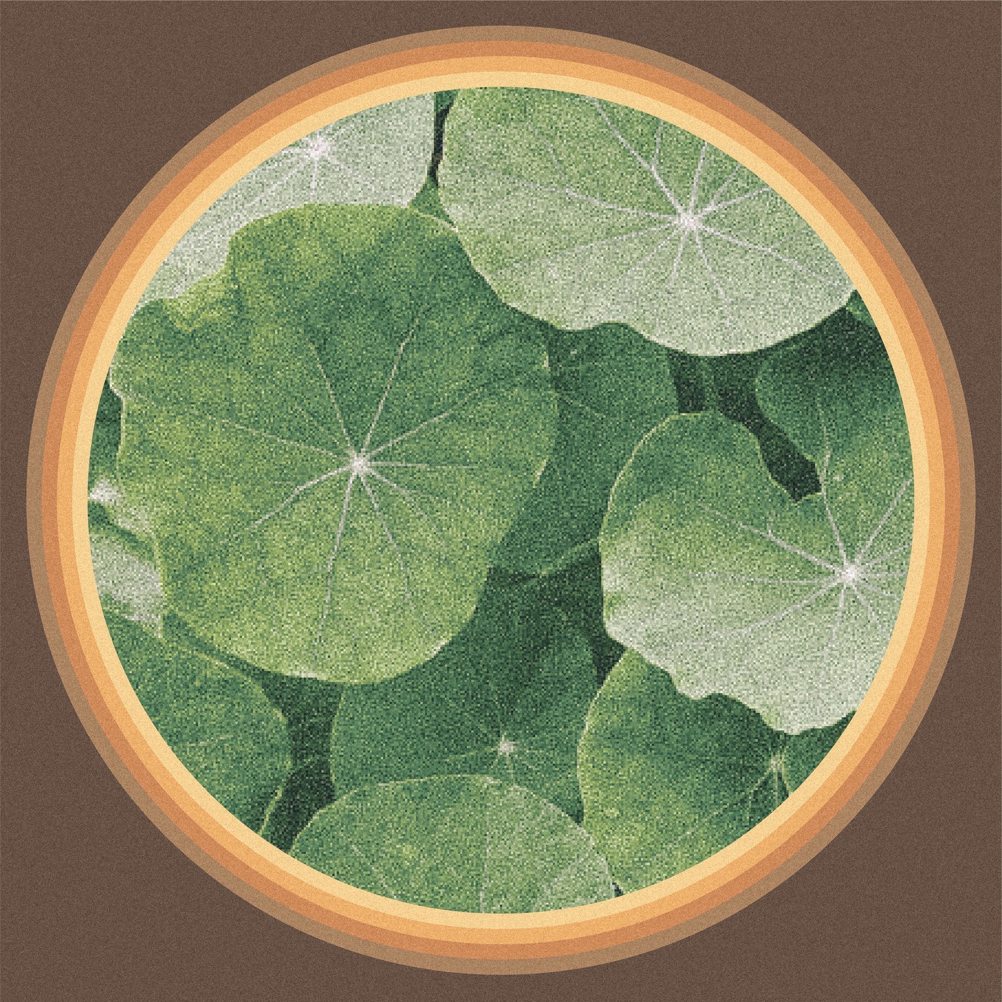 Gotu Kola ~ The Fountain of Youth