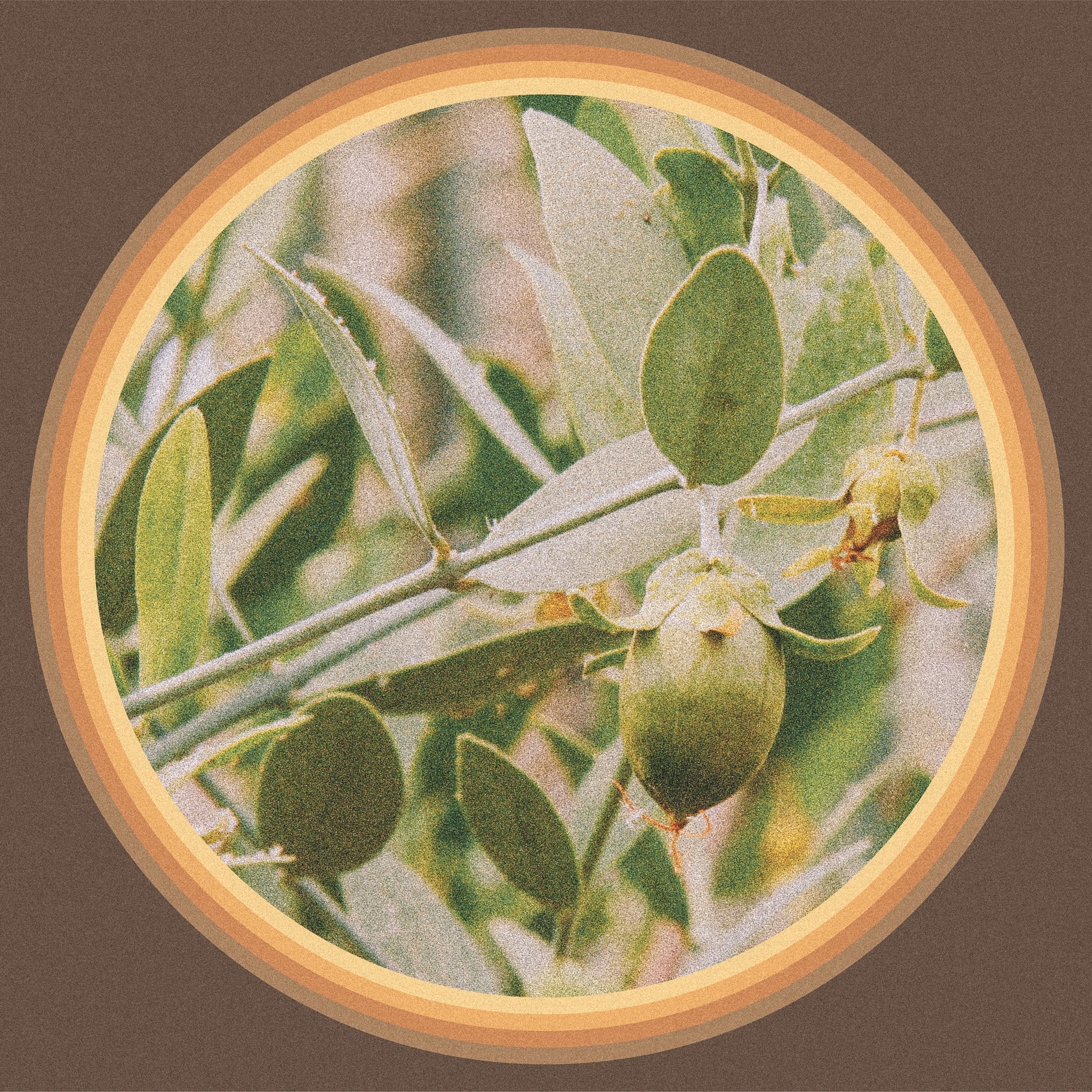 Jojoba Oil ~ A gift from the desert