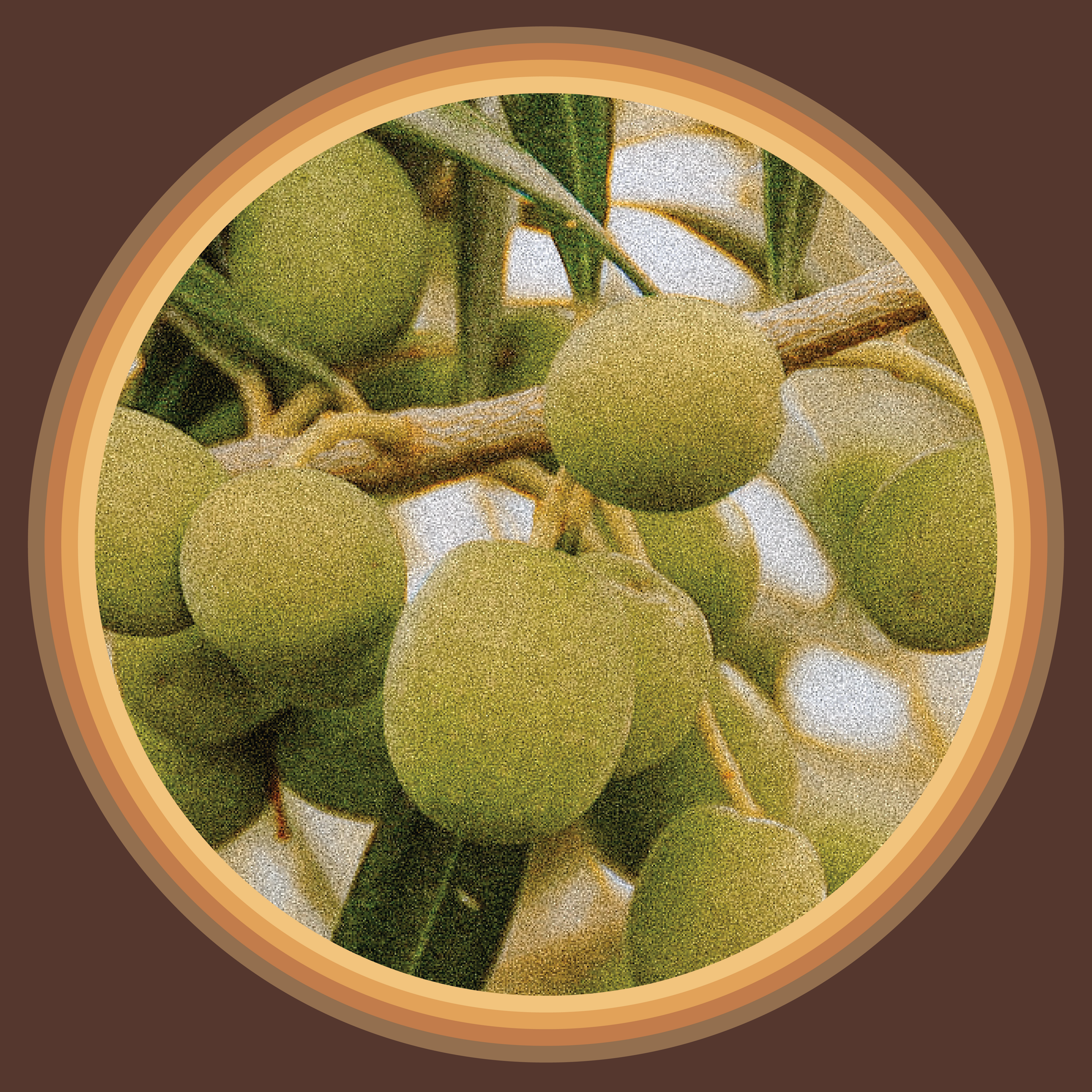 Olive Oil ~ Oil of the Sun Gods