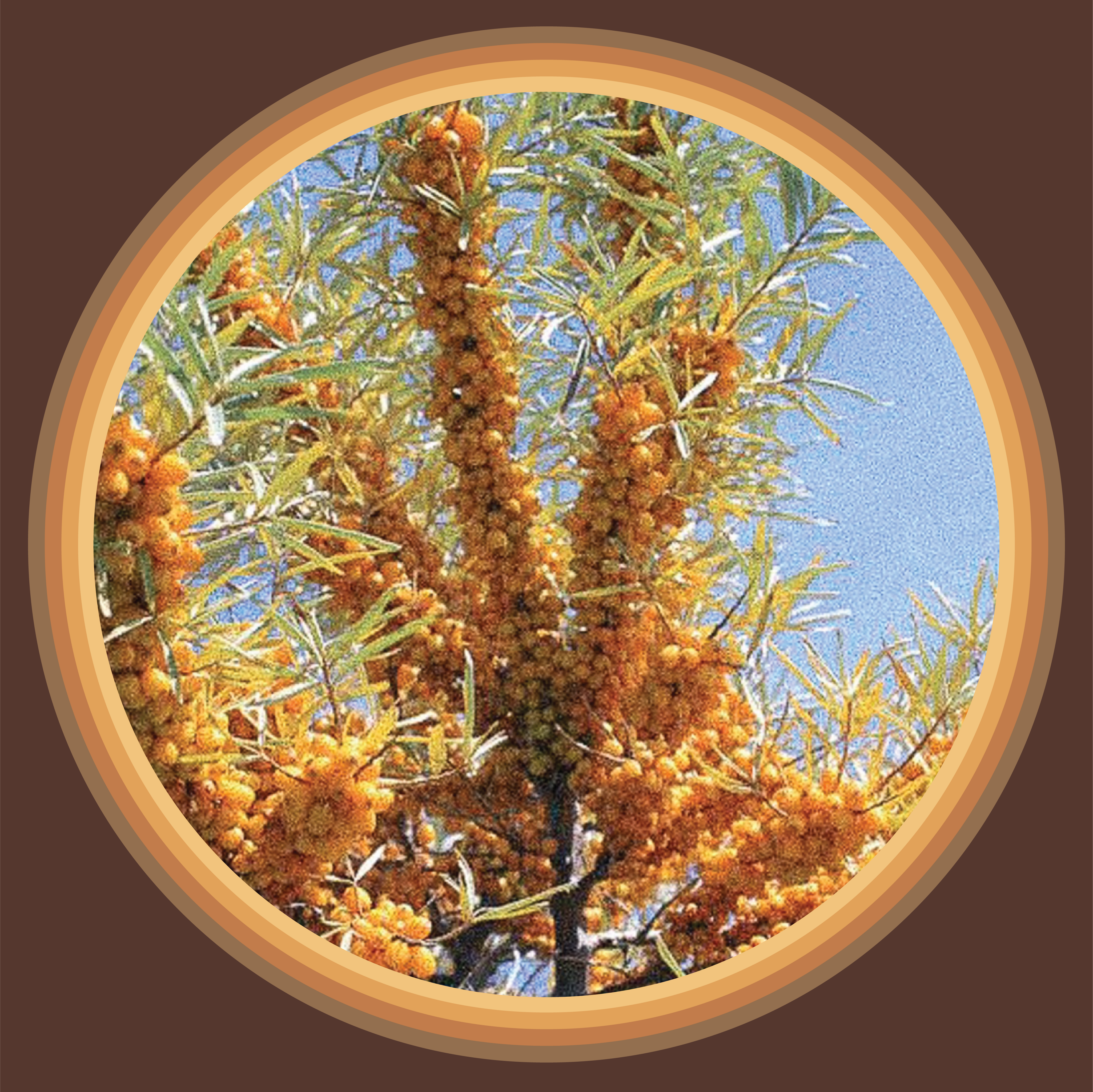 Sea Buckthorn ~ The Sea Berry