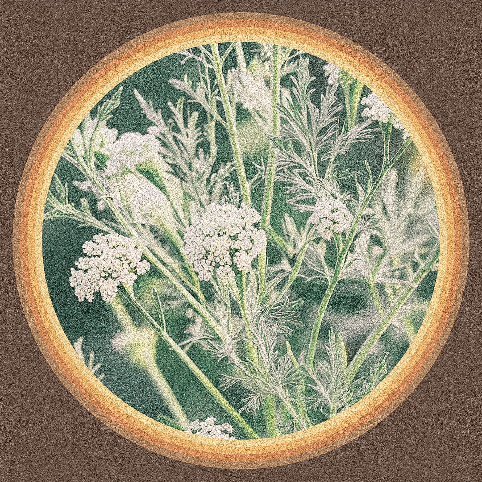 Yarrow ~ The Sun Warrior Herb